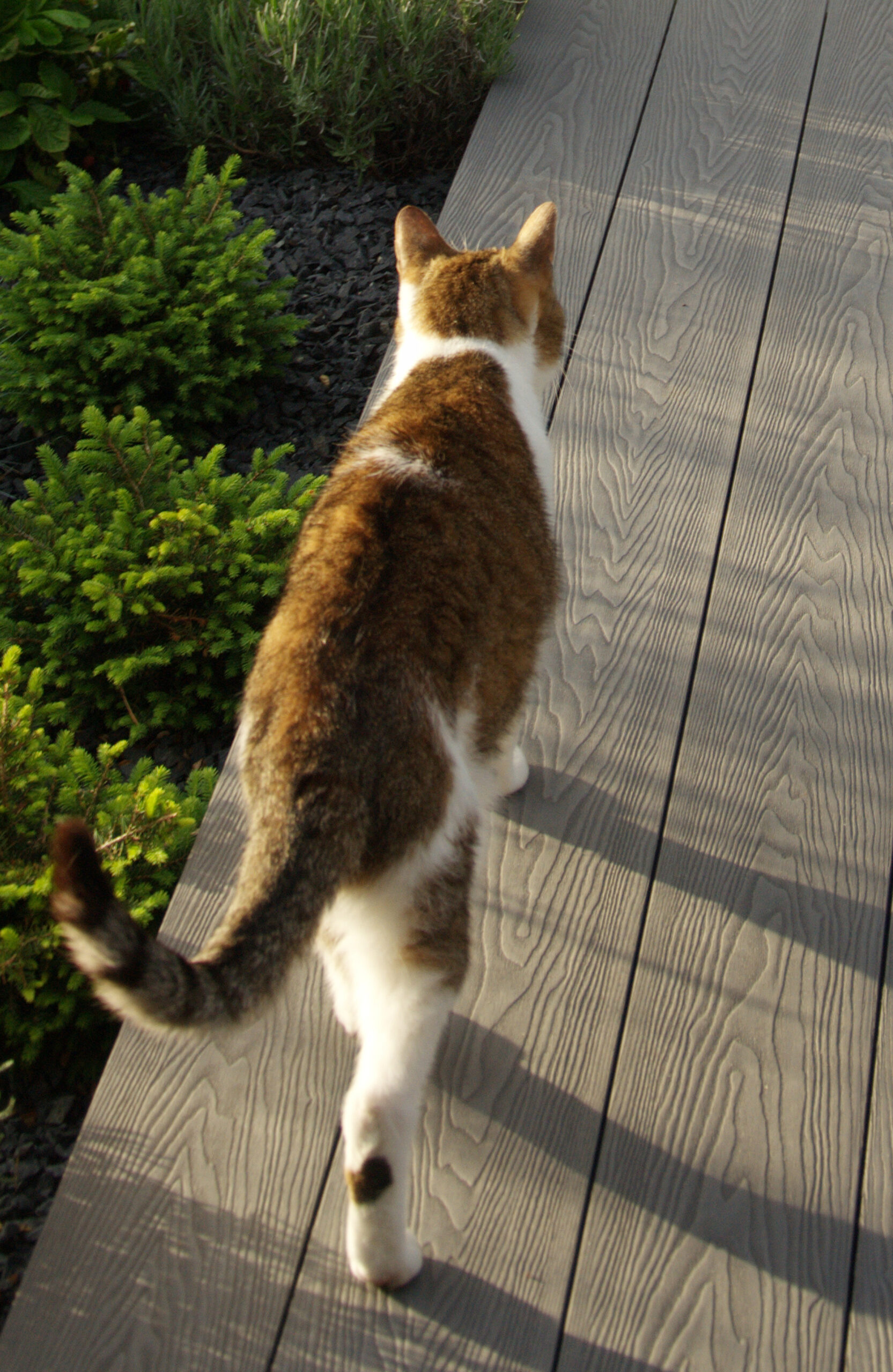Cat walking on Bruggan Elegant Graphite composite decking beside green garden plants