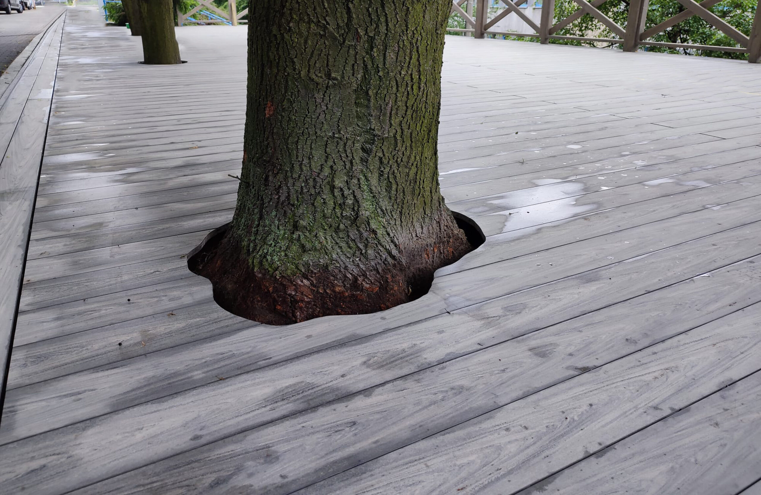 Grey BRUGGAN Multicolor composite decking installed around mature trees on a spacious outdoor