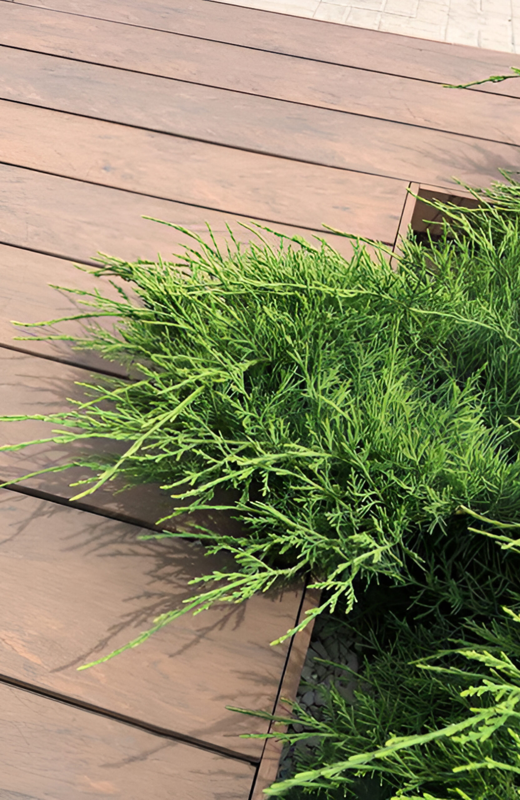 Bruggan Multicolor Cedar composite decking walkway through a landscaped garden