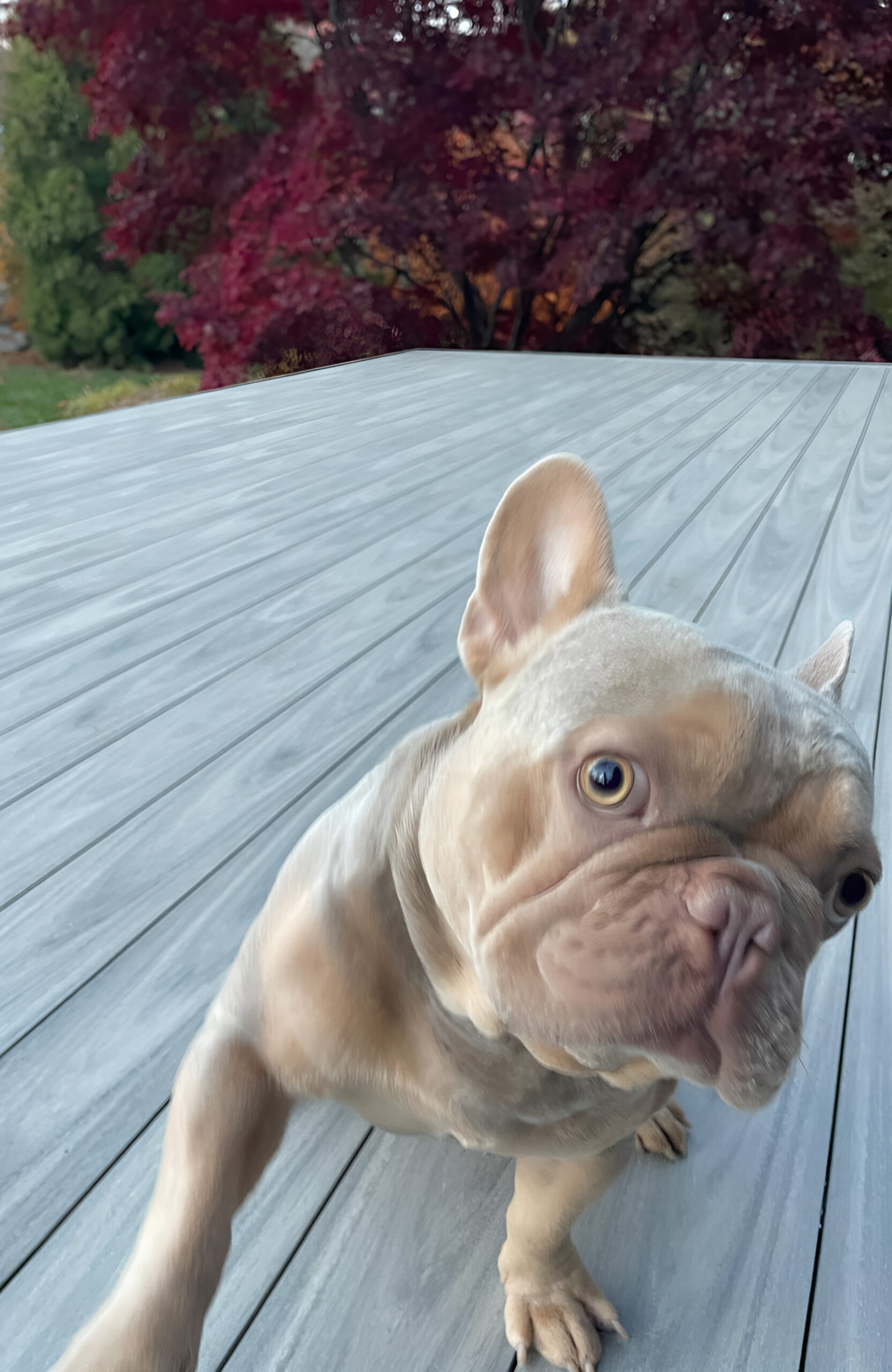 BRUGGAN MultiColor Grey composite decking terrace at a private house in New Jersey, US