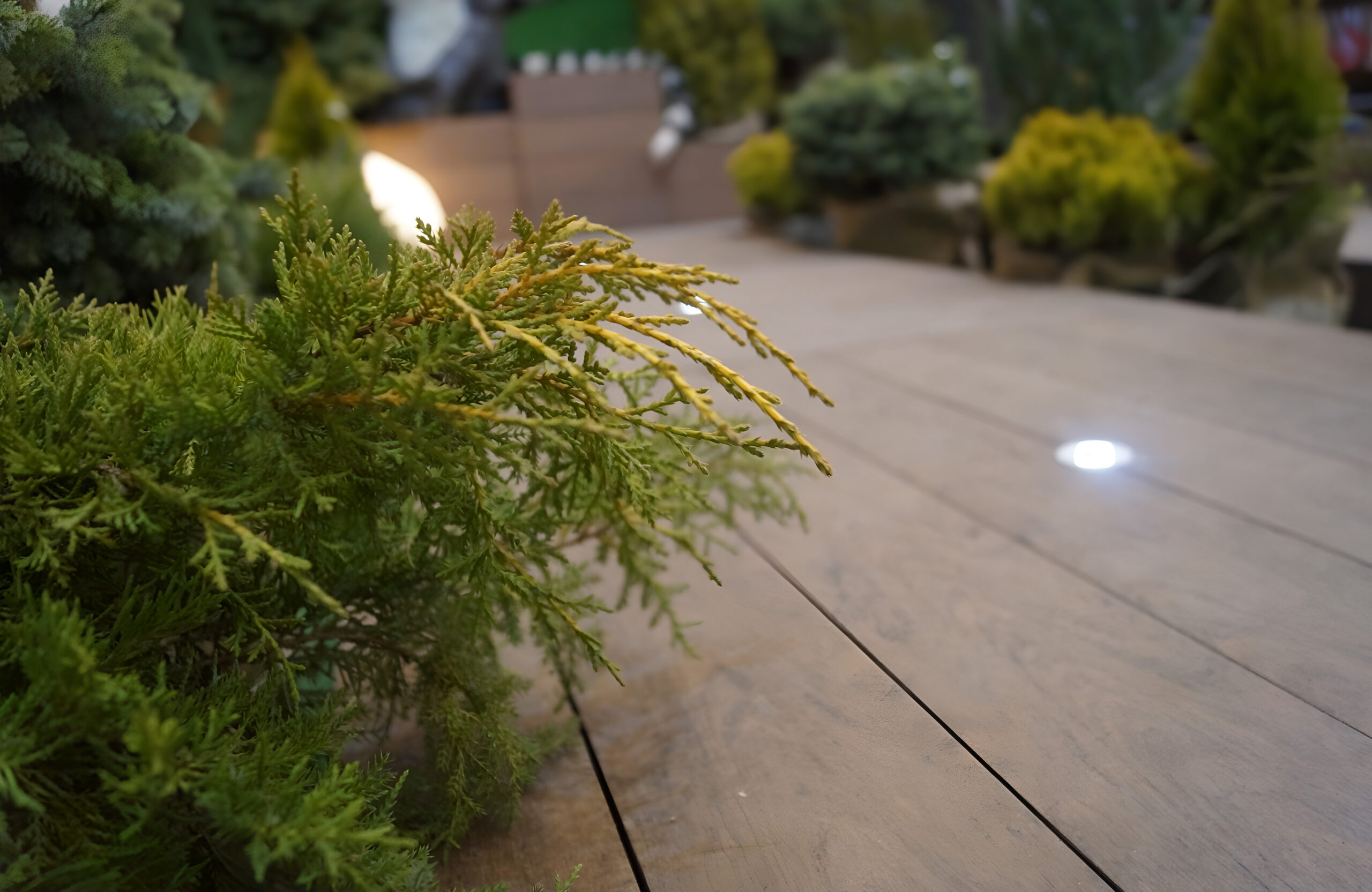 BRUGGAN Multicolor Wenge composite decking surrounded by garden greenery